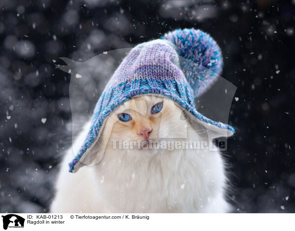 Ragdoll im Winter / Ragdoll in winter / KAB-01213