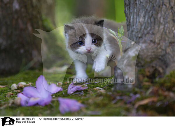 Ragdoll Ktzchen / Ragdoll Kitten / JM-08834