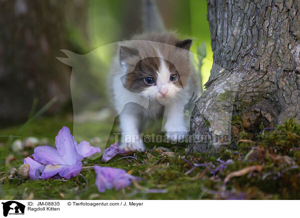 Ragdoll Ktzchen / Ragdoll Kitten / JM-08835