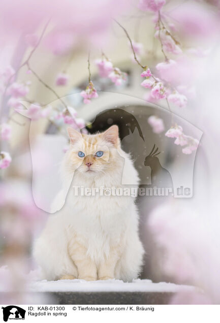 Ragdoll im Frhling / Ragdoll in spring / KAB-01300
