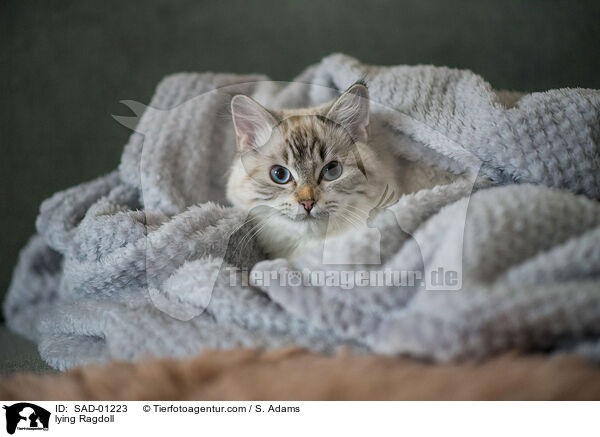 liegende Ragdoll / lying Ragdoll / SAD-01223