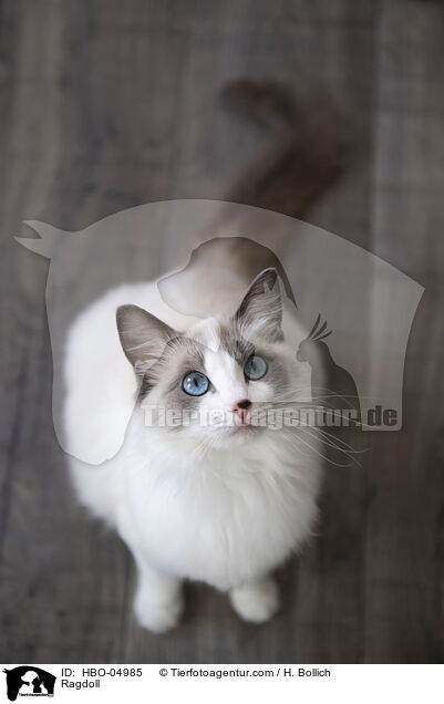 Ragdoll / Ragdoll / HBO-04985