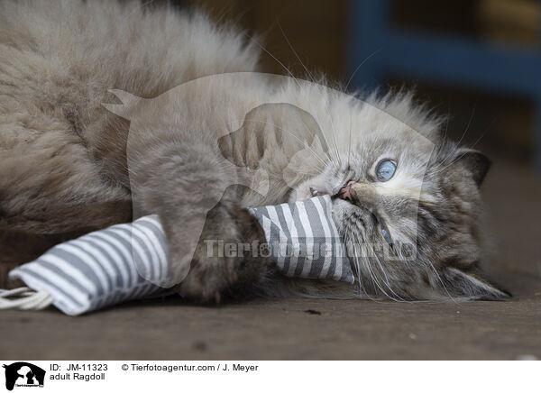 ausgewachsene Ragdoll / adult Ragdoll / JM-11323