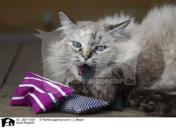 ausgewachsene Ragdoll / adult Ragdoll / JM-11324