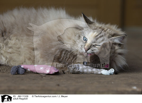 ausgewachsene Ragdoll / adult Ragdoll / JM-11328