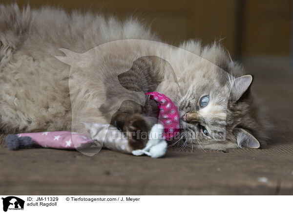 ausgewachsene Ragdoll / adult Ragdoll / JM-11329