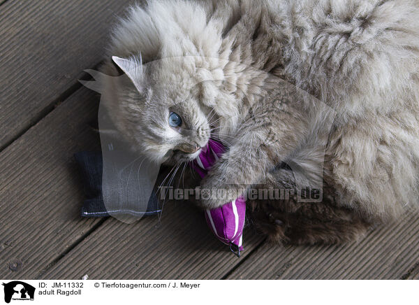 ausgewachsene Ragdoll / adult Ragdoll / JM-11332