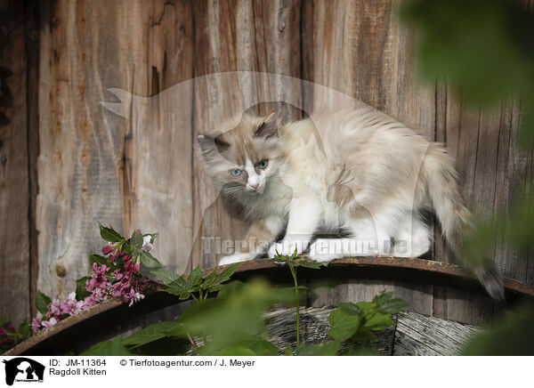 Ragdoll Ktzchen / Ragdoll Kitten / JM-11364