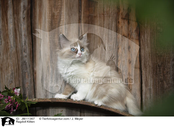 Ragdoll Ktzchen / Ragdoll Kitten / JM-11367