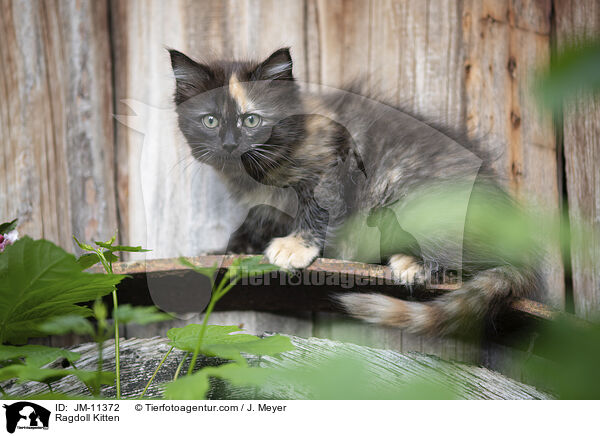 Ragdoll Ktzchen / Ragdoll Kitten / JM-11372