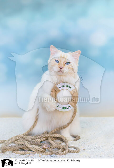 ausgewachsene Ragdoll / adult Ragdoll / KAB-01410