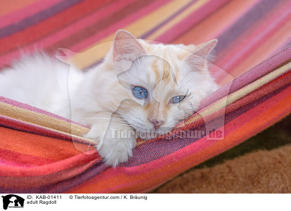 ausgewachsene Ragdoll / adult Ragdoll / KAB-01411