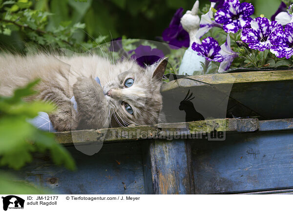 ausgewachsene Ragdoll / adult Ragdoll / JM-12177