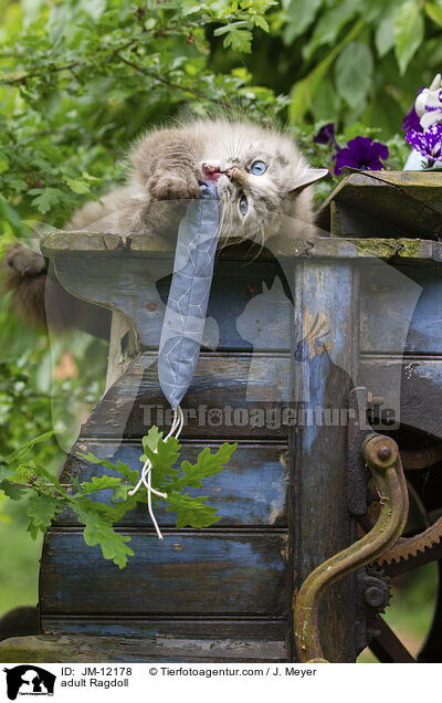 ausgewachsene Ragdoll / adult Ragdoll / JM-12178