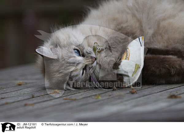 ausgewachsene Ragdoll / adult Ragdoll / JM-12181