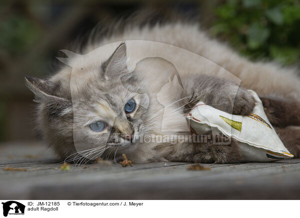 ausgewachsene Ragdoll / adult Ragdoll / JM-12185
