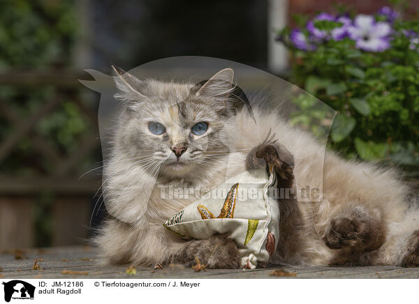 ausgewachsene Ragdoll / adult Ragdoll / JM-12186