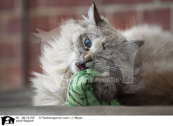 ausgewachsene Ragdoll / adult Ragdoll / JM-12195