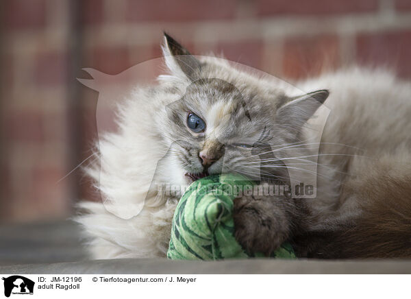ausgewachsene Ragdoll / adult Ragdoll / JM-12196