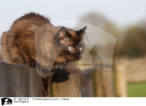 ausgewachsene Ragdoll / adult Ragdoll / JM-12213
