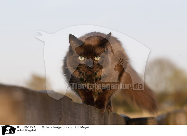 ausgewachsene Ragdoll / adult Ragdoll / JM-12215