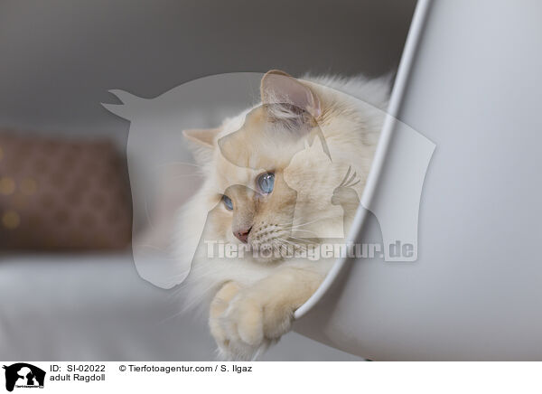 ausgewachsene Ragdoll / adult Ragdoll / SI-02022