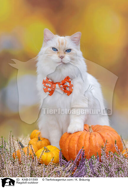 Ragdoll drauen / Ragdoll outdoor / KAB-01599