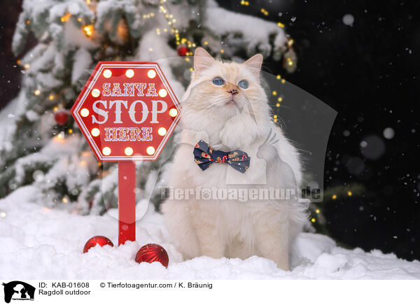 Ragdoll drauen / Ragdoll outdoor / KAB-01608