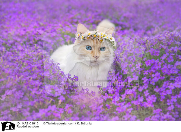 Ragdoll drauen / Ragdoll outdoor / KAB-01615