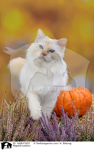 Ragdoll drauen / Ragdoll outdoor / KAB-01627