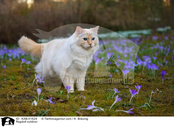 Ragdoll drauen / Ragdoll outdoor / KAB-01629