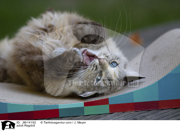 ausgewachsene Ragdoll / adult Ragdoll / JM-14192