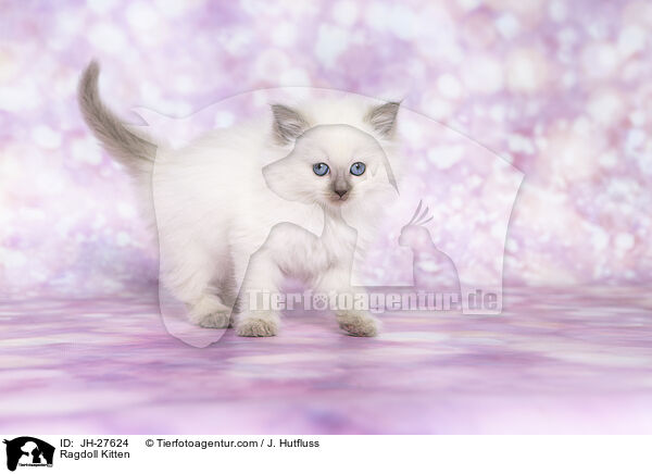 Ragdoll Ktzchen / Ragdoll Kitten / JH-27624