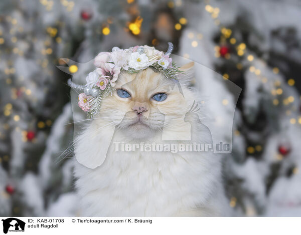 erwachsene Ragdoll / adult Ragdoll / KAB-01708