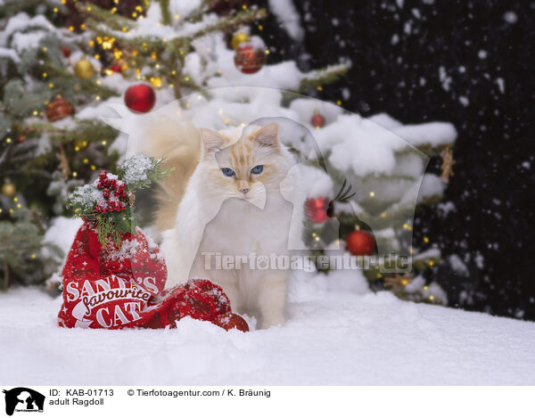 erwachsene Ragdoll / adult Ragdoll / KAB-01713