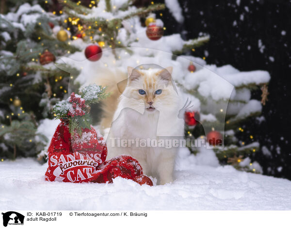 erwachsene Ragdoll / adult Ragdoll / KAB-01719