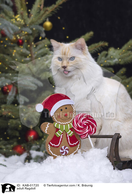 erwachsene Ragdoll / adult Ragdoll / KAB-01720