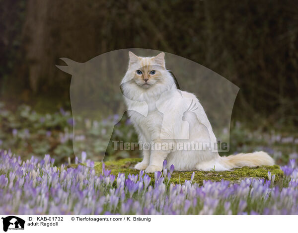 erwachsene Ragdoll / adult Ragdoll / KAB-01732