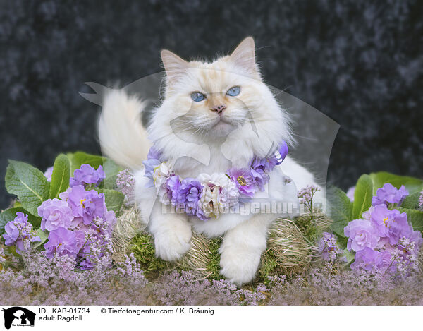 erwachsene Ragdoll / adult Ragdoll / KAB-01734