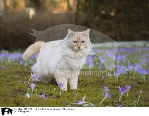 erwachsene Ragdoll / adult Ragdoll / KAB-01739
