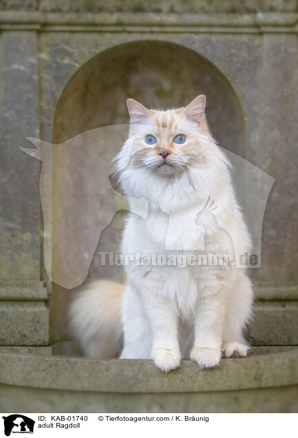 erwachsene Ragdoll / adult Ragdoll / KAB-01740