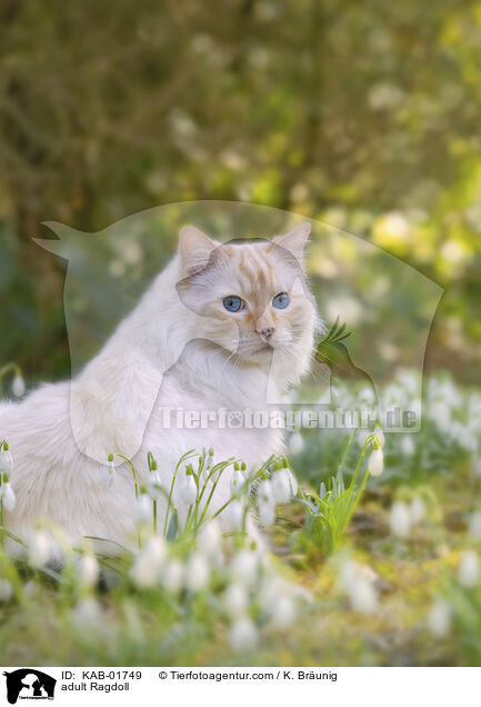 erwachsene Ragdoll / adult Ragdoll / KAB-01749
