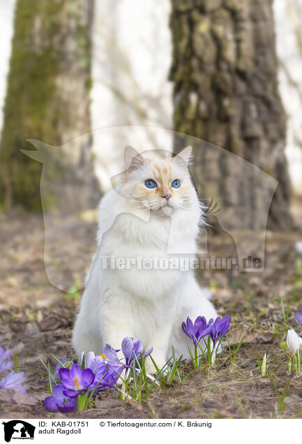 erwachsene Ragdoll / adult Ragdoll / KAB-01751