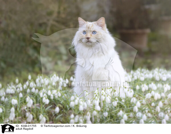 erwachsene Ragdoll / adult Ragdoll / KAB-01755