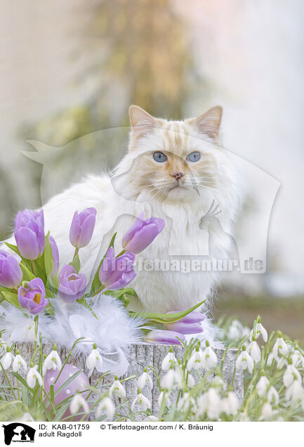 erwachsene Ragdoll / adult Ragdoll / KAB-01759