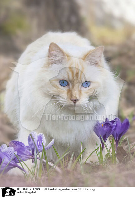 erwachsene Ragdoll / adult Ragdoll / KAB-01763