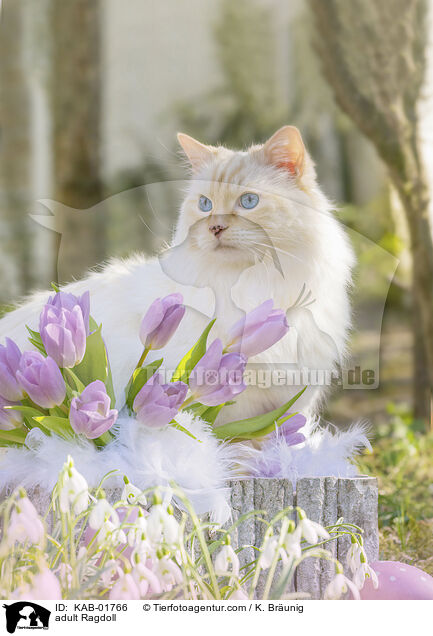 erwachsene Ragdoll / adult Ragdoll / KAB-01766