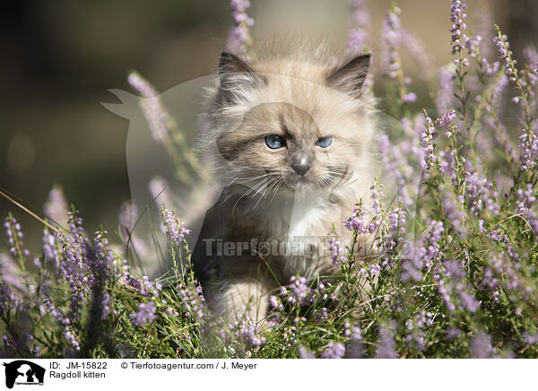 Ragdoll Ktzchen / Ragdoll kitten / JM-15822