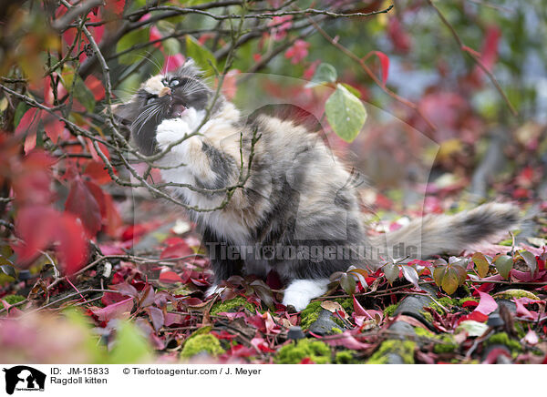 Ragdoll Ktzchen / Ragdoll kitten / JM-15833