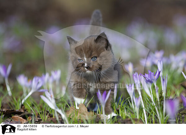 Ragdoll Ktzchen / Ragdoll kitten / JM-15859